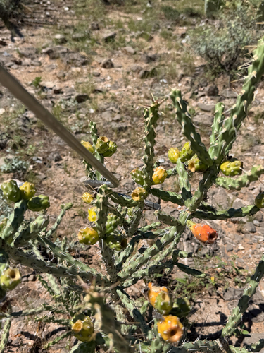 Cylindropuntia kleiniae