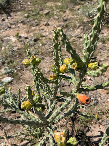 Cylindropuntia kleiniae, photograph 4