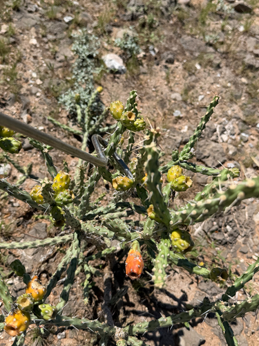 Cylindropuntia kleiniae, photograph 5
