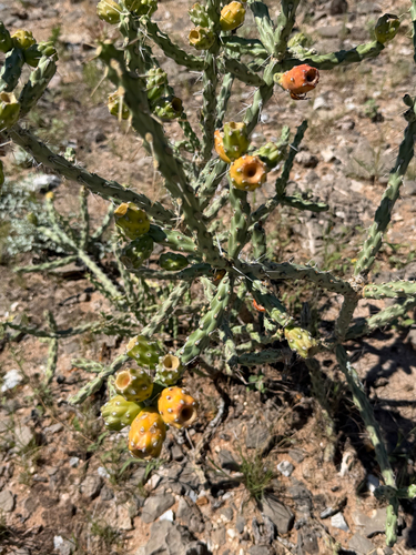 Cylindropuntia kleiniae, photograph 3