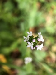 Plectritis macrocera