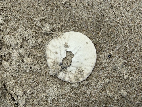 iNaturalist observation photo of Eccentric Sand Dollar
