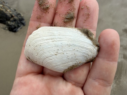 iNaturalist observation photo of Boring Softshell Clam