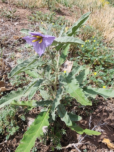 silverleaf nightshade