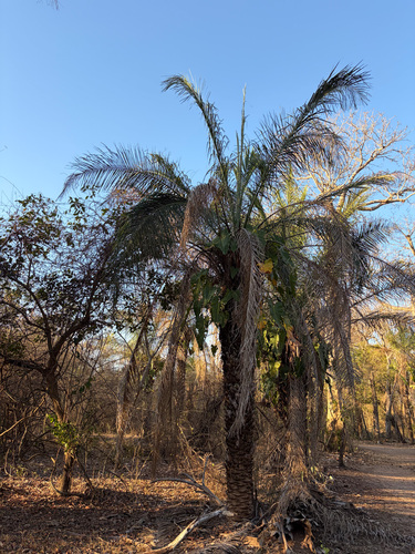 Attalea phalerata, photograph 4