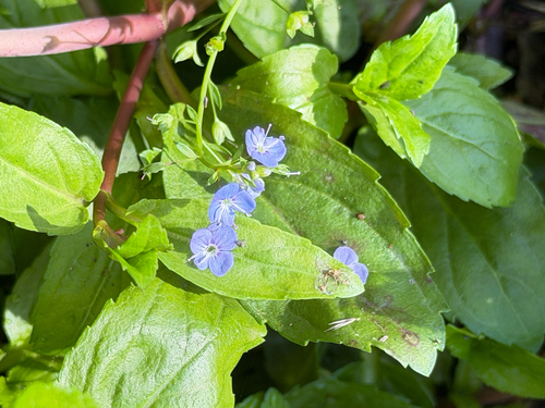 Veronica americana