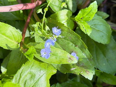 Veronica americana