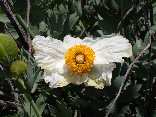 Romneya trichocalyx