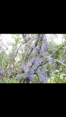 Wisteria brachybotrys
