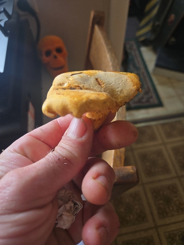 Pacific Golden Chanterelle