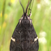 California Tiger Moth - Photo (c) Paul G. Johnson, some rights reserved (CC BY-NC-SA), uploaded by Paul G. Johnson