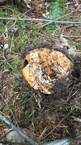 lobster mushroom