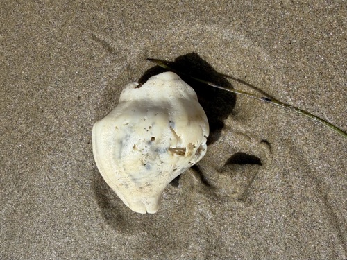 iNaturalist observation photo of Kellet's Whelk