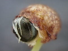 Mannia gracilis