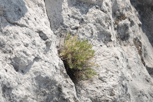 Musineon tenuifolium, photograph 4