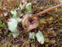 Mannia gracilis