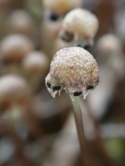 Mannia gracilis