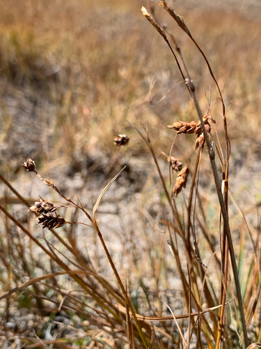 mud sedge