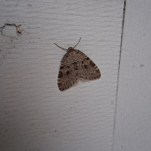 Autumnal Moth