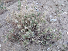 Eremopyrum orientale