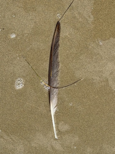 iNaturalist observation photo of Birds