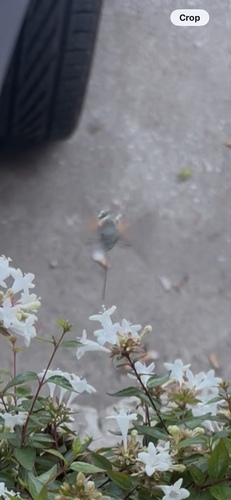 Eurasian Hummingbird Hawkmoth