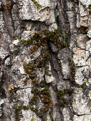 Drummondia prorepens