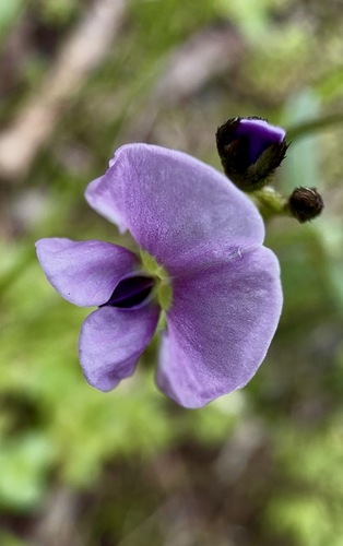Twining Glycine