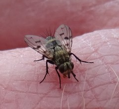 Homalactia harringtoni