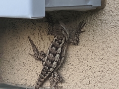 Sceloporus olivaceus