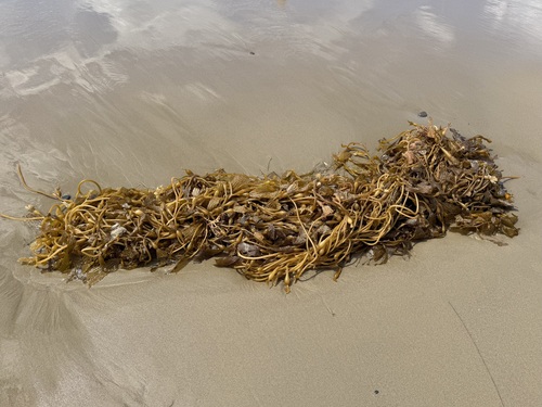 iNaturalist observation photo of Giant Kelp