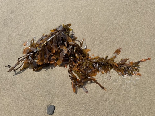 iNaturalist observation photo of Feather Boa Kelp