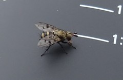 Homalactia harringtoni