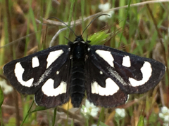 Alypia mariposa