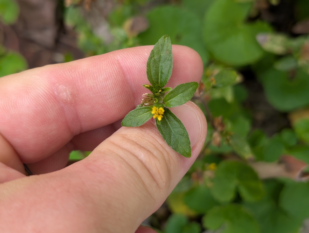 Synedrella nodiflora; photograph author not stated, no rights reserved
