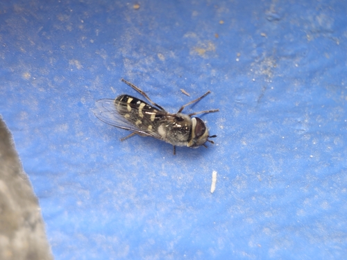 White-bowed Smoothwing
