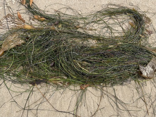 iNaturalist observation photo of Torrey's Surfgrass