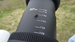 Homalactia harringtoni