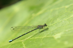Argia oculata