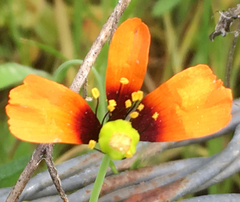 Papaver heterophyllum