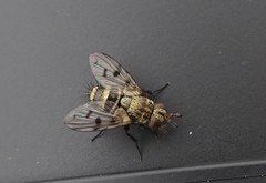 Homalactia harringtoni