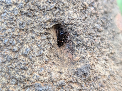Harlequin Cockroach photo 3