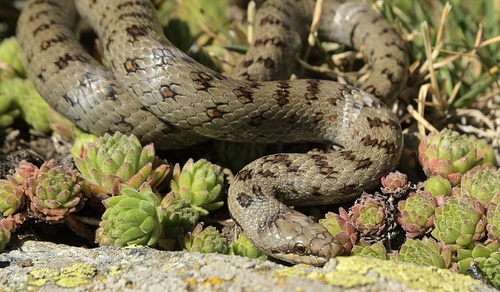 Smooth Snake