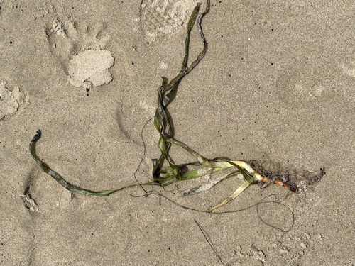 iNaturalist observation photo of Eelgrass