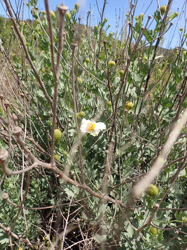 Romneya trichocalyx