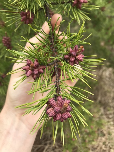 Virginia pine (Pinus virginiana)