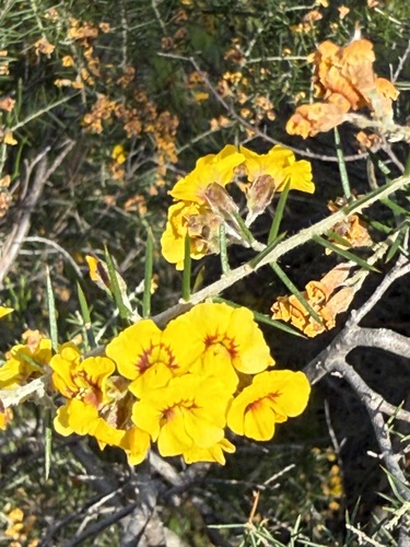 Dillwynia juniperina, 2026-09-12