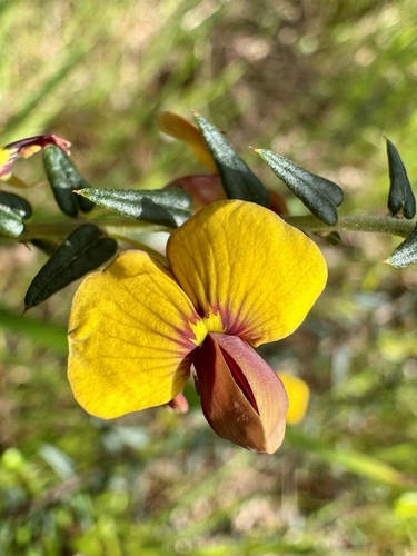Showy Bossiaea