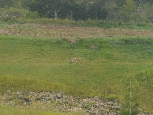 Coyote