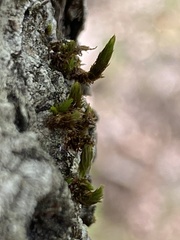 Orthotrichum keeverae